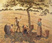 Camille Pissarro Pick Apple oil